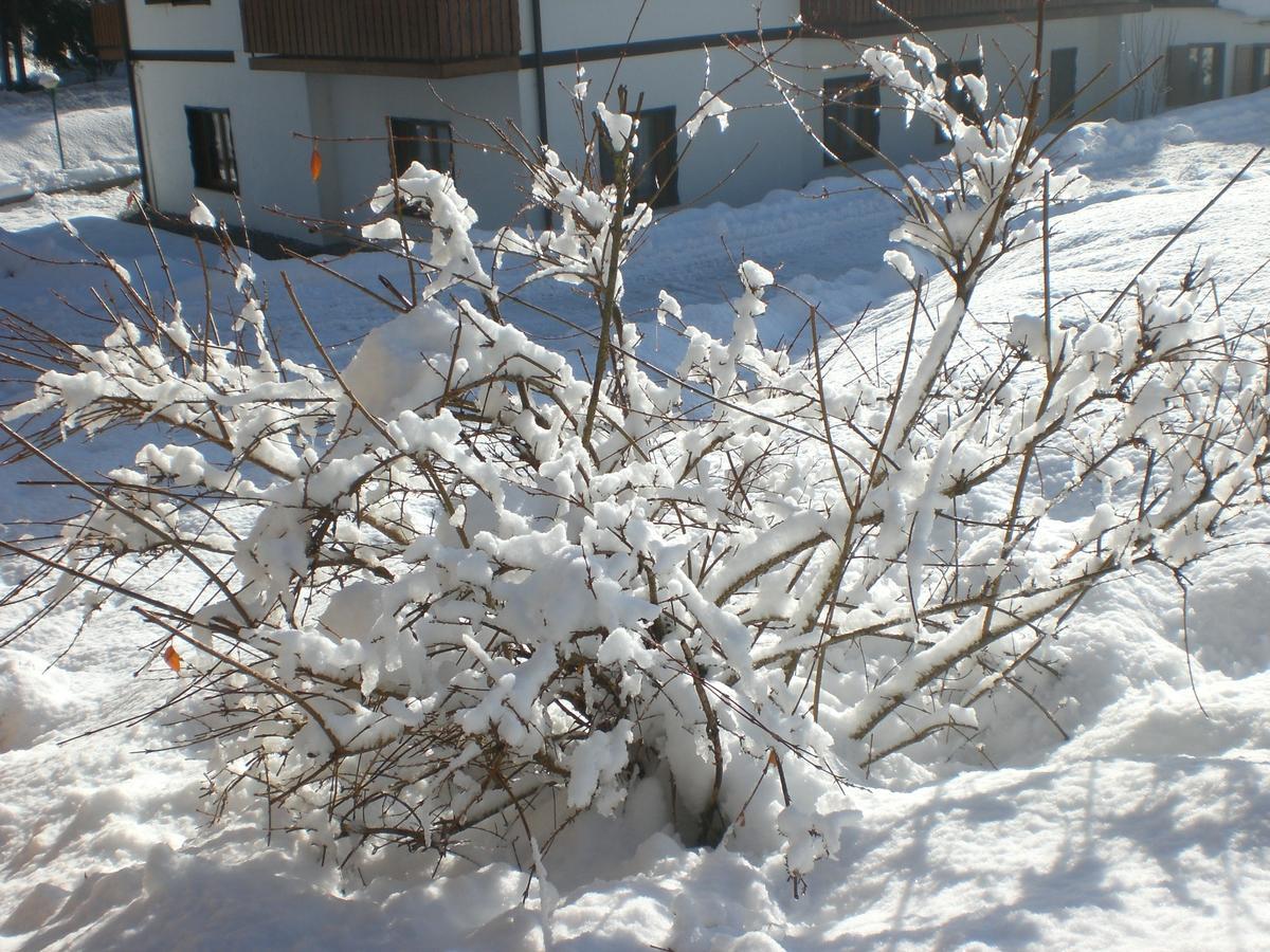 Hotel Villa Ines Borca di Cadore Exterior foto